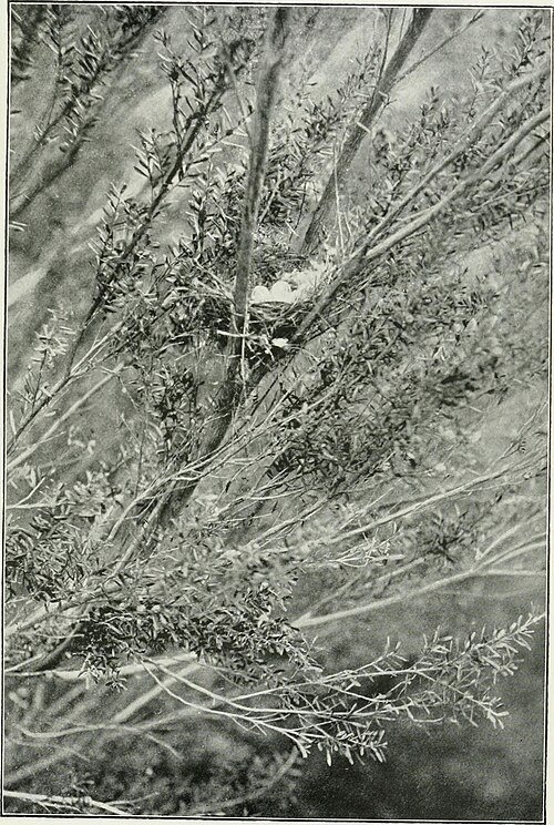 Banksia 'Yellow Wing' botanische illustratie uit 1910 met heldergele bloemen en groene bladeren.