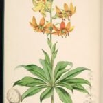 Bloeiende Lilium hansonii in close-up op een botanische illustratieplaat.