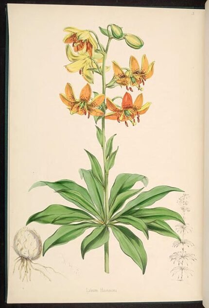 Bloeiende Lilium hansonii in close-up op een botanische illustratieplaat.