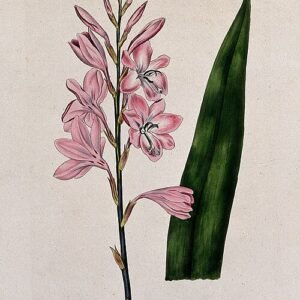 Roze bloeiende Watsonia plant met blad, gedetailleerd en gekleurd.