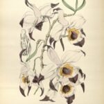 Purple Dendrobium falconeri orchid flower and green leaves on a book page.