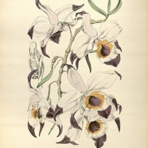 Purple Dendrobium falconeri orchid flower and green leaves on a book page.