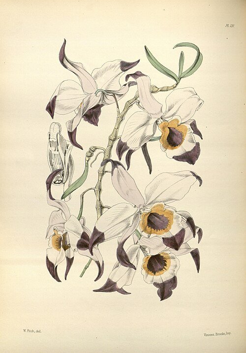 Purple Dendrobium falconeri orchid flower and green leaves on a book page.