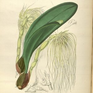 Bloeiende Bulbophyllum medusae orchidee in paarse, gele tinten op groene bladachtergrond.