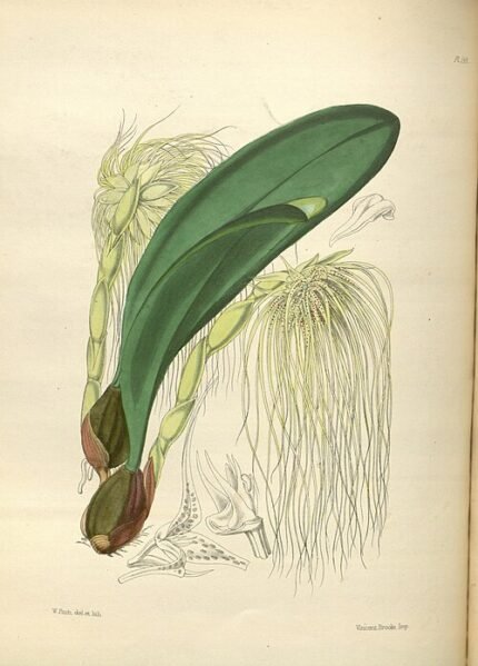 Bloeiende Bulbophyllum medusae orchidee in paarse, gele tinten op groene bladachtergrond.
