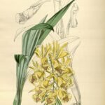 Galeandra dives orchidee bloem in paarse en witte tinten.