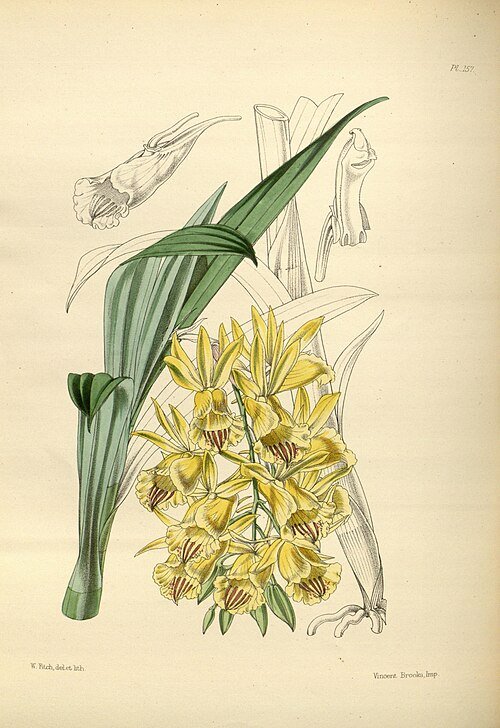 Galeandra dives orchidee bloem in paarse en witte tinten.