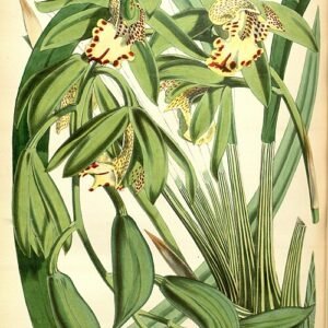Purple and green Cymbidium hookerianum orchid flower in detailed illustration.