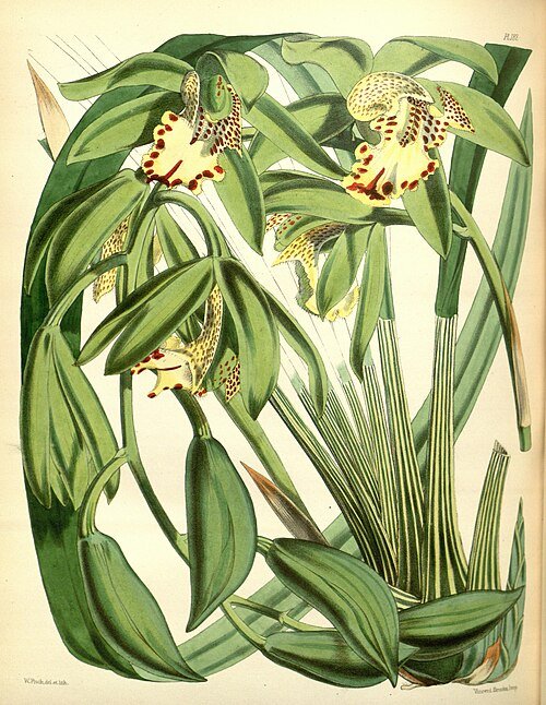 Purple and green Cymbidium hookerianum orchid flower in detailed illustration.