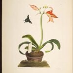 Hippeastrum miniatum bloem in volle bloei met rode en witte bloemblaadjes.