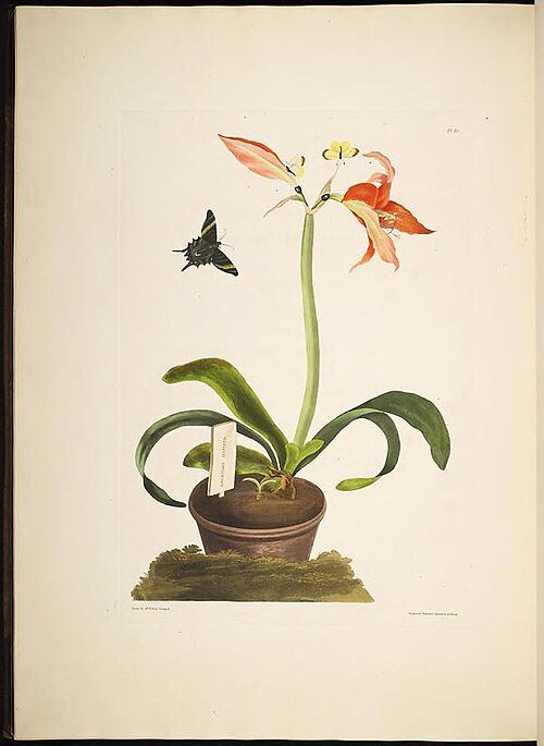 Hippeastrum miniatum bloem in volle bloei met rode en witte bloemblaadjes.