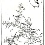 Illustratie van stengel van Pelatantheria scolopendrifolia in 1936.