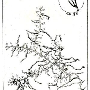 Illustratie van stengel van Pelatantheria scolopendrifolia in 1936.