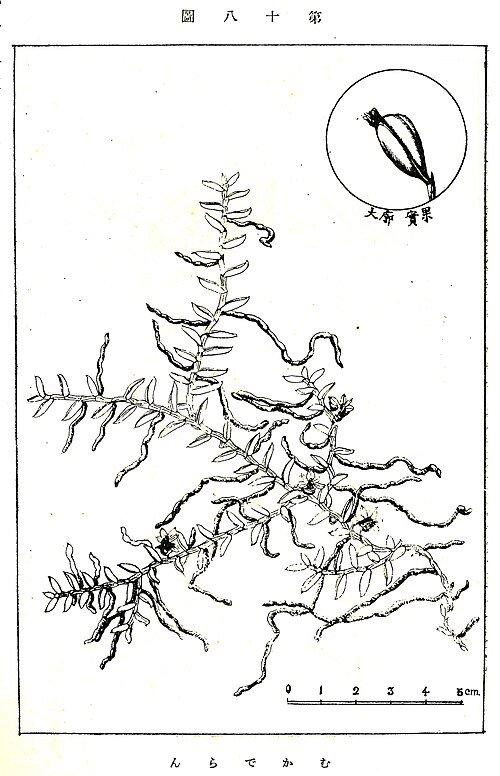 Illustratie van stengel van Pelatantheria scolopendrifolia in 1936.