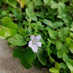 Witte Ruellia humilis plant in close-up view.