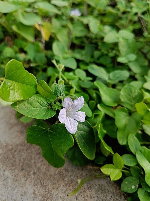 Witte Ruellia humilis plant in close-up view.