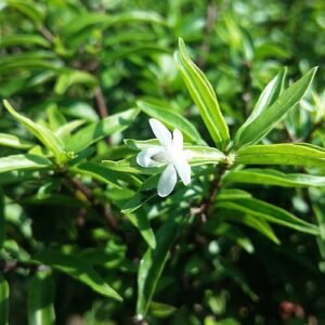 Wrightia religiosa bloeiende boom in Vietnam.