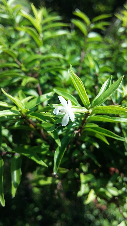 Wrightia religiosa bloeiende boom in Vietnam.