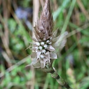 Delicate Aa paleacea orchid flower in soft pink and white hues.