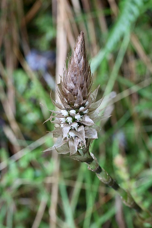 Delicate Aa paleacea orchid flower in soft pink and white hues.