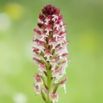 Neotinea ustulata orchidee in winterhard bloei.