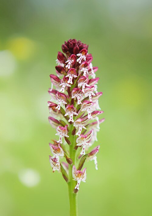 Neotinea ustulata orchidee in winterhard bloei.