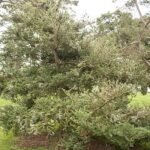 Abies amabilis boom met groene naalden en kegelvormige kegels.