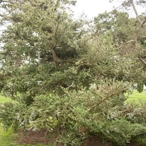 Abies amabilis boom met groene naalden en kegelvormige kegels.