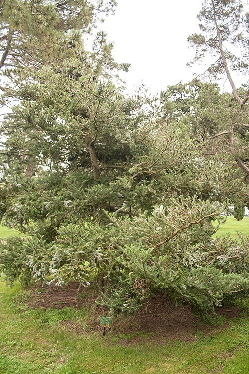 Abies amabilis boom met groene naalden en kegelvormige kegels.
