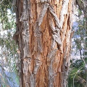 Acacia pendula boomschors textuur in bruine tinten.