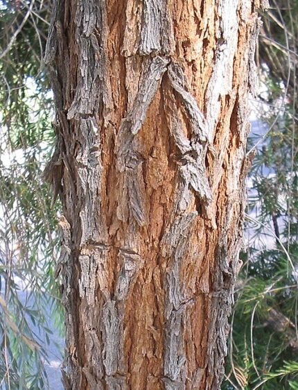 Acacia pendula boomschors textuur in bruine tinten.