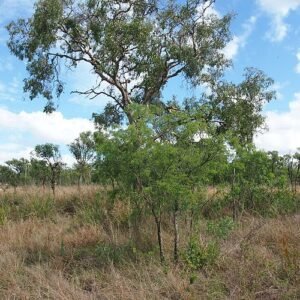 Bloeiende Corymbia dallachiana boom in natuurlijke omgeving.