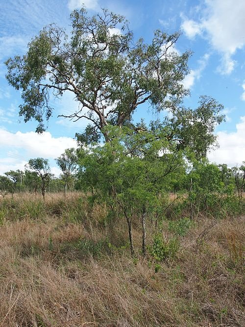 Bloeiende Corymbia dallachiana boom in natuurlijke omgeving.