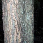 Bloeiende Acacia elata boom in Springwood.