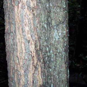 Bloeiende Acacia elata boom in Springwood.