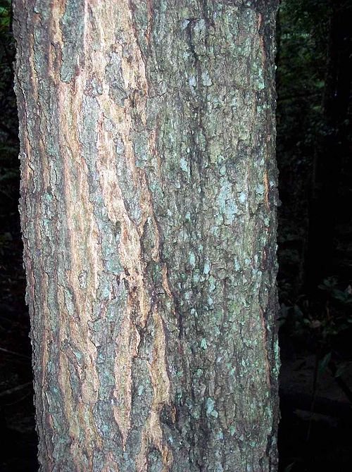Bloeiende Acacia elata boom in Springwood.