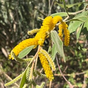 Flowering Acacia holosericea plant with yellow blooms and grey-green leaves.