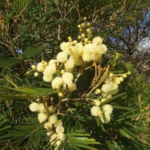 Acacia mearnsii bloem met gele bloemen en donkergroene bladeren.