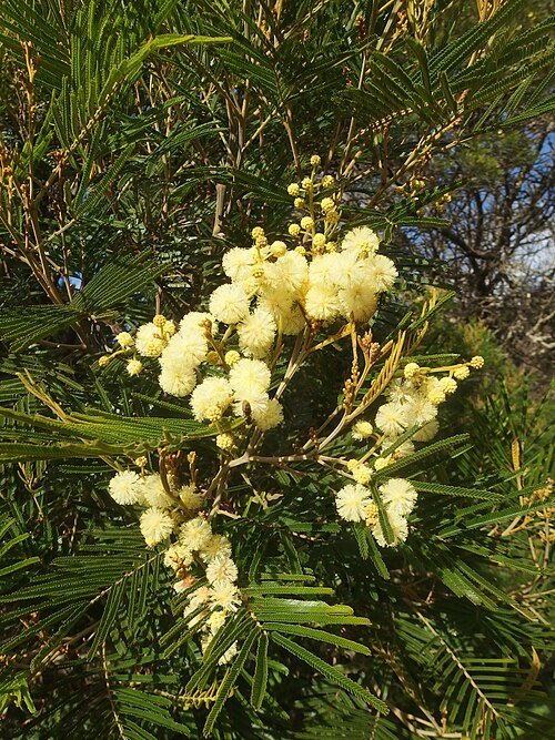 Acacia mearnsii bloem met gele bloemen en donkergroene bladeren.
