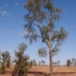 Volwassen Acacia peuce boom met zilverachtige bladeren en ruwe bast.