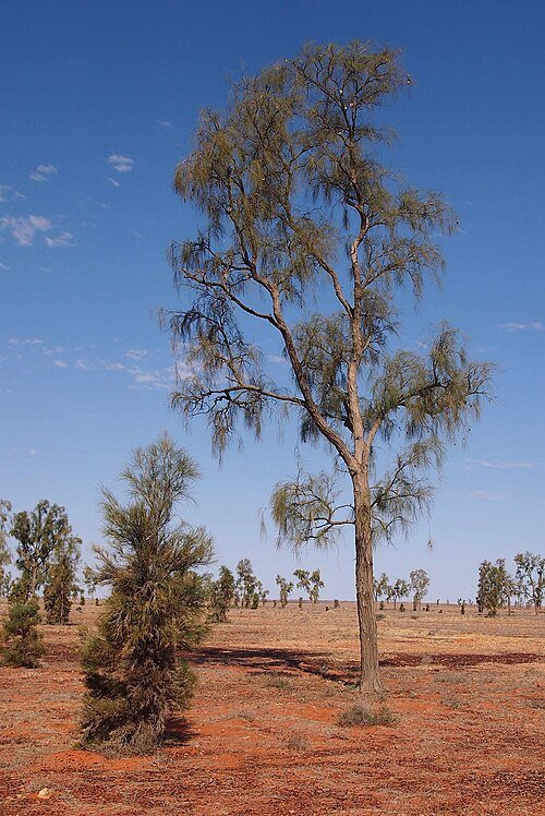 Volwassen Acacia peuce boom met zilverachtige bladeren en ruwe bast.