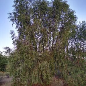 Acacia salicina met gele bloemen en langwerpige bladeren op heldere achtergrond.