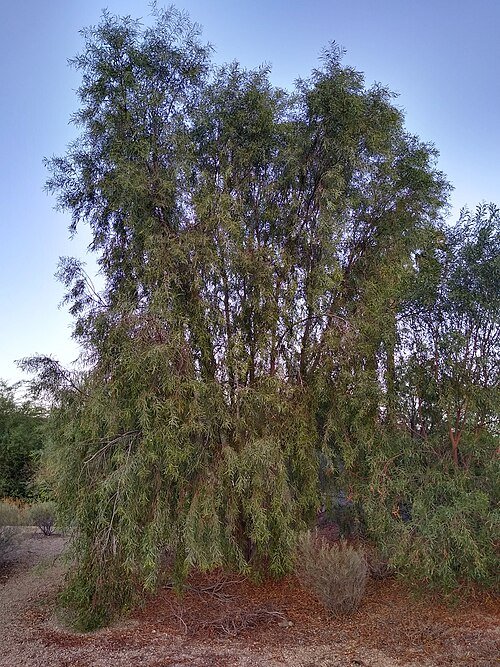 Acacia salicina met gele bloemen en langwerpige bladeren op heldere achtergrond.