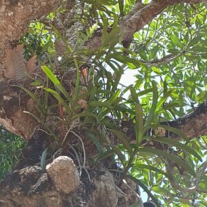 Bloeiende witte Acampe praemorsa orchidee met smalle bladeren.