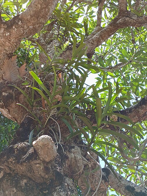 Bloeiende witte Acampe praemorsa orchidee met smalle bladeren.