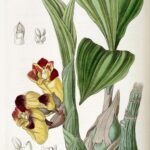 Bicolor Acanthephippium orchid with green leaves.