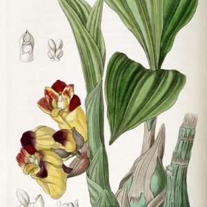 Bicolor Acanthephippium orchid with green leaves.