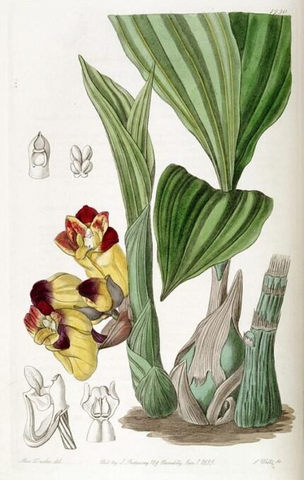 Bicolor Acanthephippium orchid with green leaves.