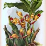 Acanthephippium mantinianum orchidee illustratieplaat 536 van Lindenia.