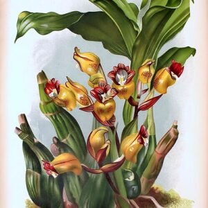 Acanthephippium mantinianum orchidee illustratieplaat 536 van Lindenia.